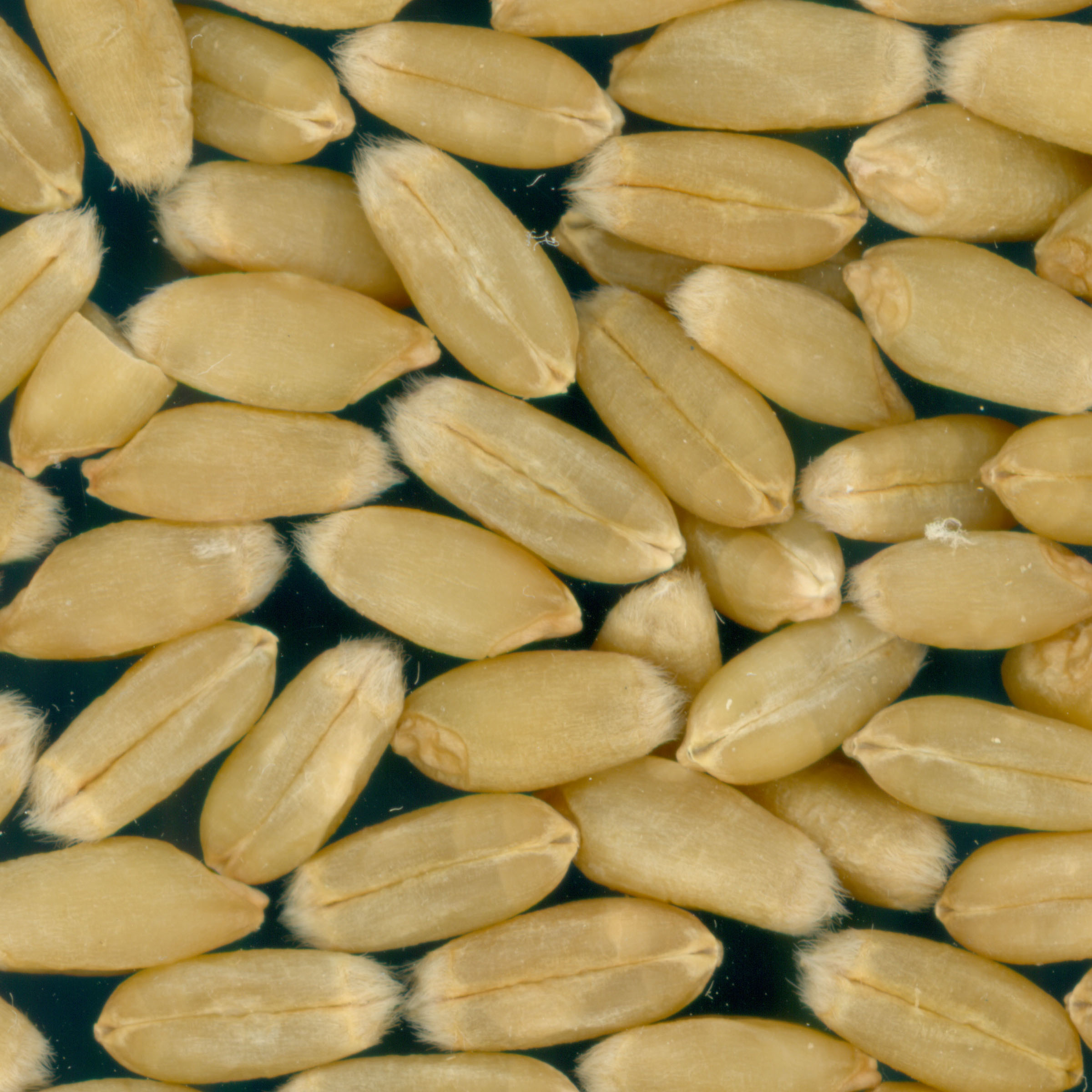Click for 2 image(s) for this accession. KERNELS